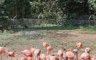 Sortie au ZOO